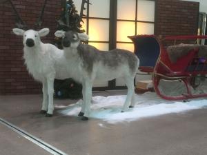 Schlitten inkl. Geschenken und Rentiergespann 2
